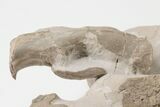 2.2" Fossil Squirrel-Like Mammal (Ischyromys) Skull - Wyoming - #197366-4